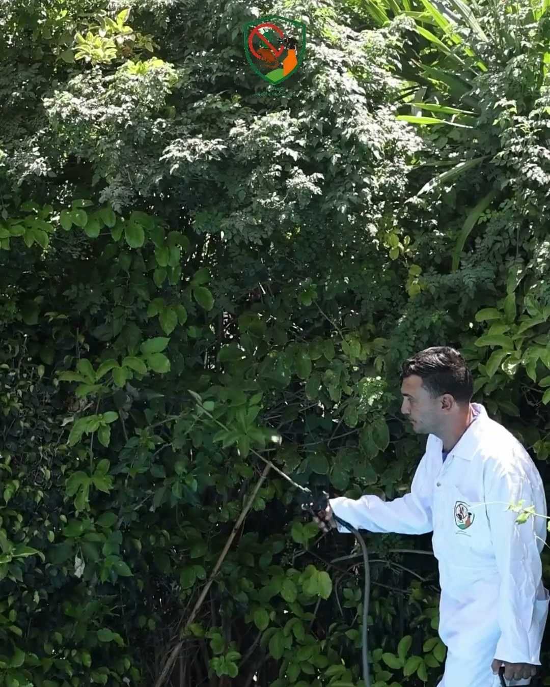 Spraying the green hedge next to the swimming pool.
