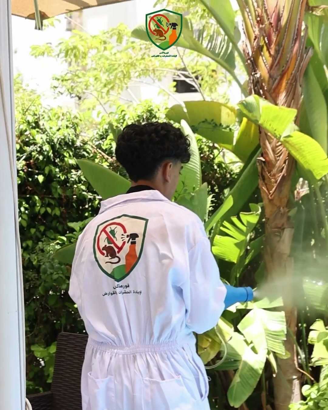 Treating the terrace plants.